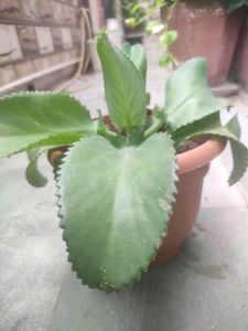 Awesome Mother Of Thousands