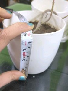 New Six Plants Pots (Plastic )4 Inch