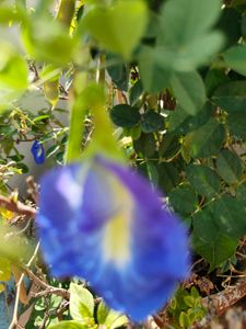 Blue shankh Pushpam / Butterfly Pea Seeds