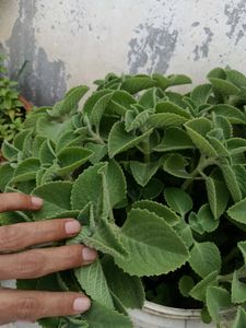 Mexican Mint Plant Branch