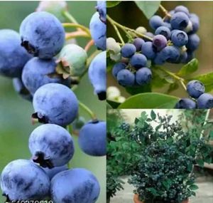 hybrid blue berry 🫐 plant easily grow in pot