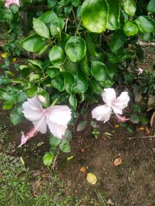 Beautyful 2 Color Of Hibiscus Flower Cutting Available