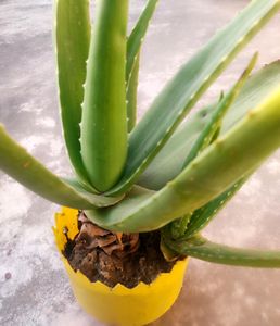 Aloevera Plant