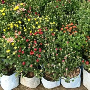 Colourful Chandramallika Live Plant...Pack Of 4