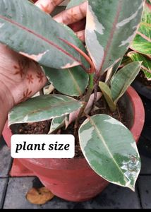Set Of Plants