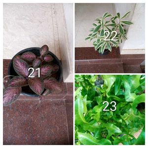 you can select 10 Live root plants