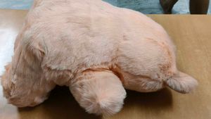 Stuff Toy – Pink Teddy Bear (New / Gently Used) fo