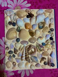 Seashell Collection