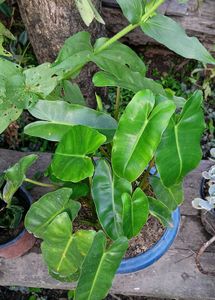 Patriciae Plant