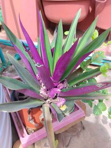 Tradescantia Spathacea - Oyster Plant