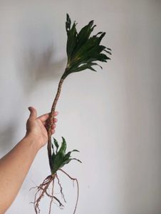 Plants Combo