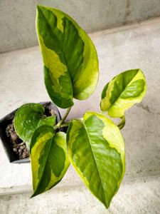 Air Purifying Pothos N Snygonuims Combo Offer.