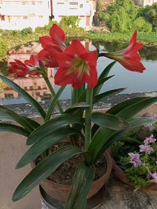 Single Petals Umri Lily Bulbs( Live)