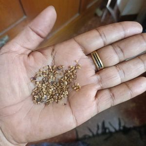 Vegetables Seeds @ ₹20