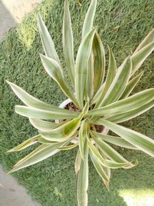 Assorted Indoor and outdoor Plants