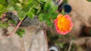 Portulaca 8 Colour