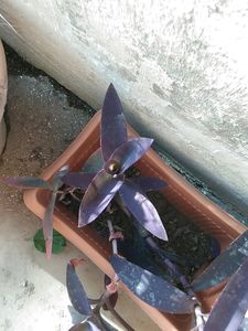Purple Heart Plant Cuttings