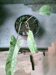 Adenium Seeds and plants combo offer