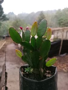 Easter Cactus Or Whitsun Cactus Or Zygo