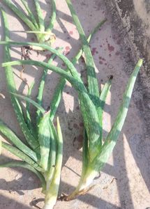 Aloe Vera Plant