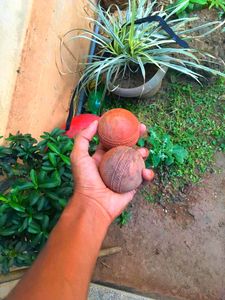 Cricket Ball | Stumber | 2 Pair Of Bals