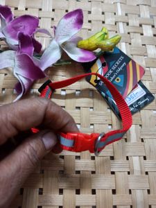 Pet Collar 1 Pc