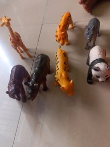 Animals