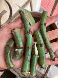 Swiss Cheese Plant (monstera Cutting)