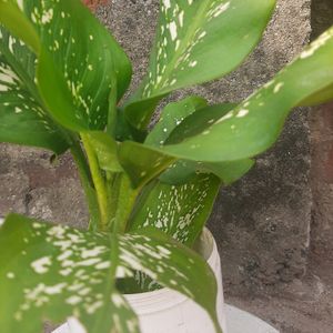 Plant