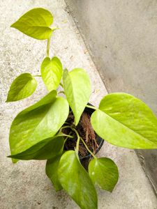 Bonsai And Mix Plants
