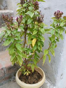 Plants