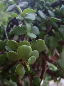Jade Plant Healthi