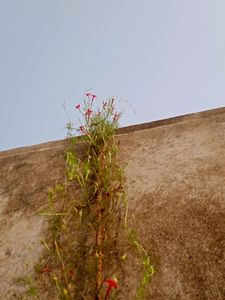 Cypress Vine Seeds