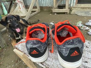 Adidas Sneakers