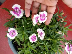 Sweet William