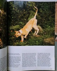 The love of cats