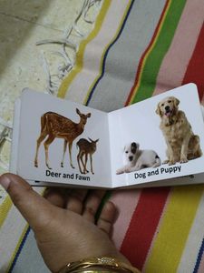 Animals And Their Babies