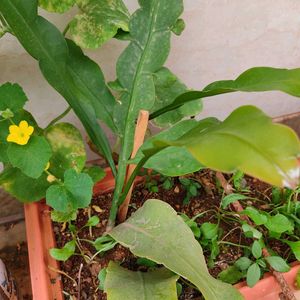 Brahma Kamal Plant🌱