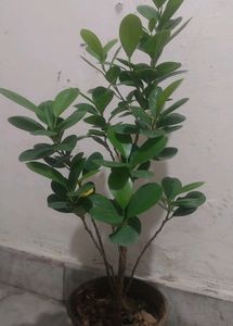 Green/Panda Ficus