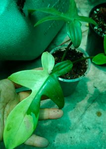 Florida Beauty Variegated Plant For Sale