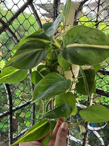 Pothos Plant