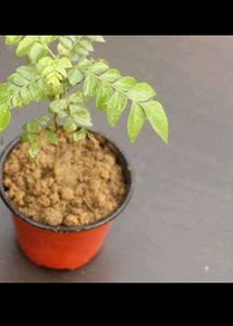 Kari Patta Mini Plant