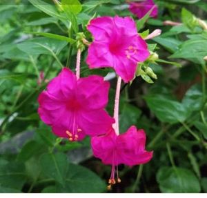 4&#39;०Clock 🟪Pink Flower Plants Seeds