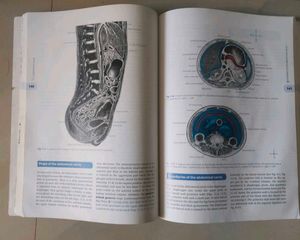 Thorax and Abdomen Anatomy Guide