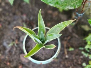 Elegant Floral Succulent in Earthen Pot