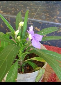 Petunia