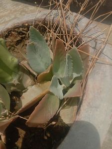 Patharchurn Plant Miracle Leaf For Kidney stones