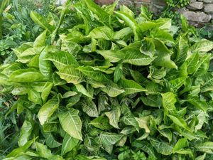 Money Plant