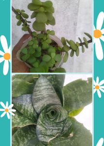 2 Plant Combo