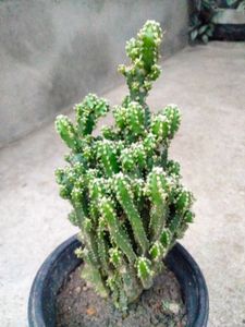 Assorted Plants
